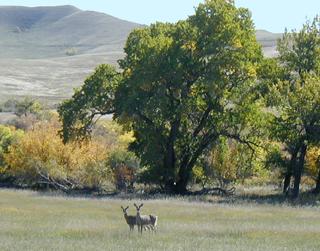 Little Piney Ranch - Wildlife Viewing & Photography