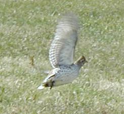 Grouse