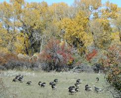 Wild Turkeys
