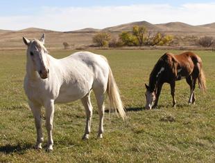 horseback-main-310.jpg (16663 bytes)